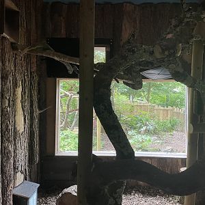 New Binturong Enclosure (3)