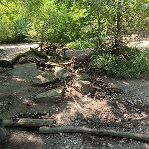 Chacoan Peccary enclosure - Plains