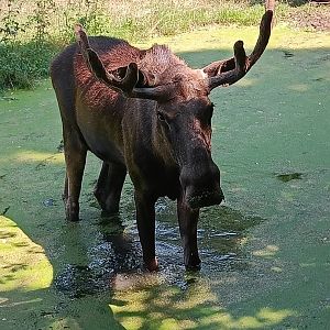 European Moose wading - Northern Forest