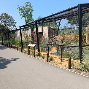 Pallas' Cat enclosures - Gobi