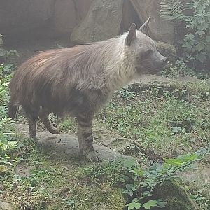 Brown Hyena
