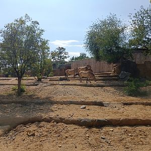 Przewalski's Horse enclosure - Gobi