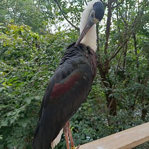 Asian Woollyneck - Stork Walkthrough Aviary
