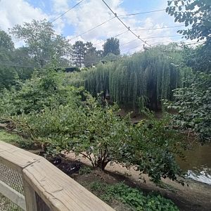 Stork Walkthrough Aviary