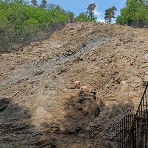 Himalayan Tahr enclosure