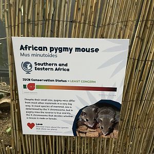 African Pygmy Mouse Sign