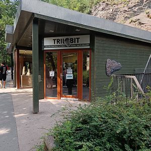 Trilobit fossil shop