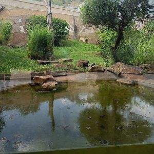 Fishing Cat enclosure - Feline and Cat Pavilion