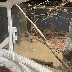 Echidna/Nocturnal House (2)