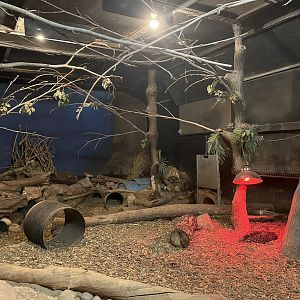 Echidna/Nocturnal House (3)