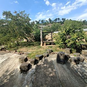 Asiatic Lion enclosure - Feline and Cat Pavilion
