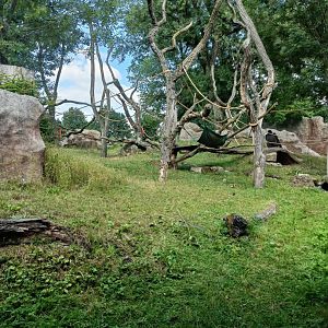 Bachelor group of gorillas enclosure - Mefou Centre