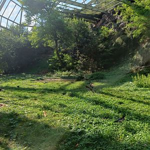 Great Aviary - Rock Outcrop