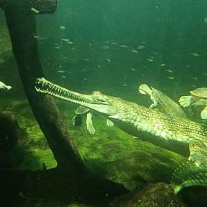 Gharial and Northern Batagurs - Chambal: Gharial Pavilion