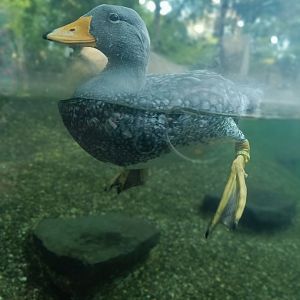 Fuegian Streamer Duck - Penguin Pavilion