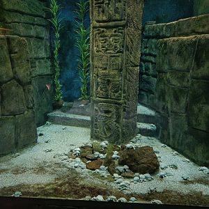 Titicaca Water Frog pool - Terrarium