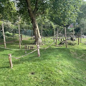 Celebes crested macaque Enclosure