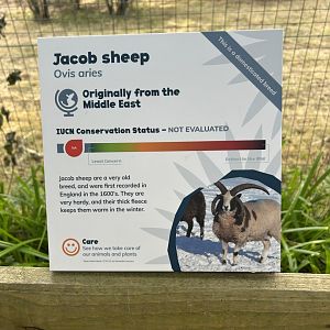 Jacob Sheep Signage
