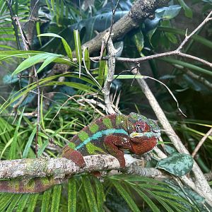 Panther Chameleon (Furcifer pardalis)