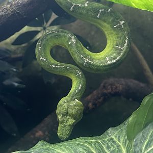 Emerald Tree Boa (Corallus caninus)