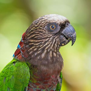Red-fan Parrot (Deroptyus Accipitrinus)