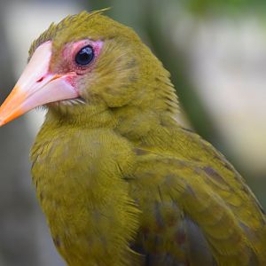 Green Oropendola (Psarocolius viridis)