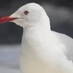 Silver Gull (Chroicocephalus novaehollandiae)