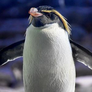 Northern Rockhopper Penguin (Eudyptes moseleyi)
