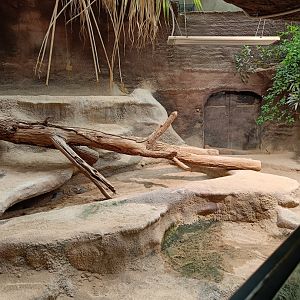 Komodo Dragon enclosure - Indonesian Jungle Pavilion