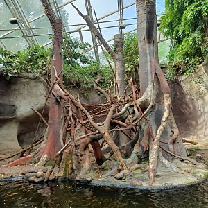 Southern Pig-tailed Macaque island - Indonesian Jungle Pavilion