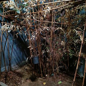 Sunda Slow Loris enclosure - Indonesian Jungle Pavilion
