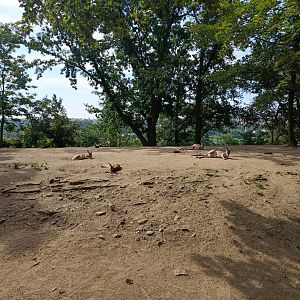 Red Kangaroo enclosure - Australia