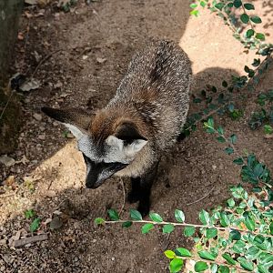 Bat-eared Fox - Africa Up Close