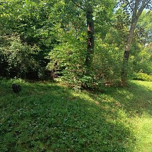 White-nosed Coati enclosure - Across the Continents