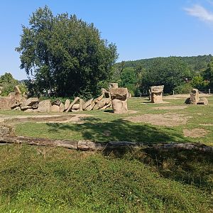 Asian Elephant cows field - Elephant Valley