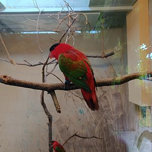 Purple-naped Lory - Parrot Trail