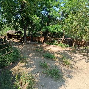 European Forest Reindeer enclosure - Northern Forest