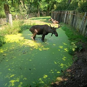 Pool in European Moose enclosure - Northern Forest