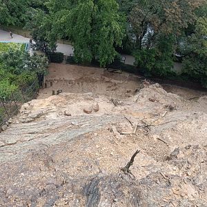 Barbary Sheep and Macaque enclosure from above - Rock Outcrop