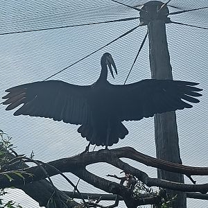 African Openbill silhouette - Bird Wetlands