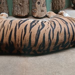 Sumatran Tiger - Feline and Reptile Pavilion