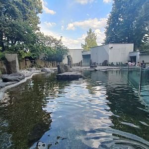 Humboldt Penguin and Fuegian Steamer Duck pool - Penguin Pavilion