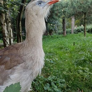Red-legged Seriema - Pheasantry