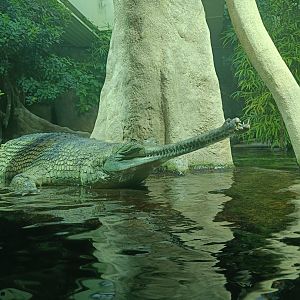Gharial - Chambal: Gharial Pavilion