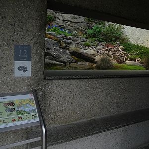 Terrarium for common adder