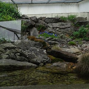 Terrarium for common adder