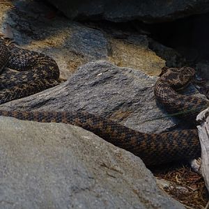 Common adder (Vipera berus)