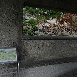 Terrarium for nose-horned viper
