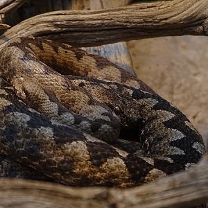 Nose-horned viper (Vipera ammodytes)