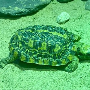 Pancake tortoise (Malacochersus tornieri) - August 2024
